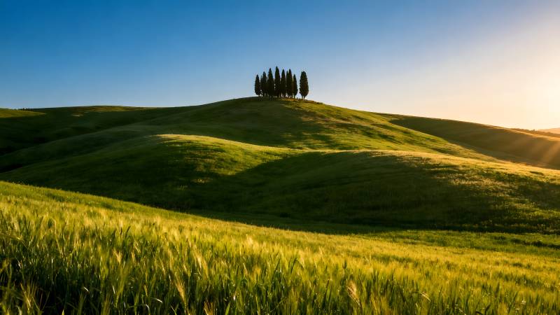 绿野上的树影图片