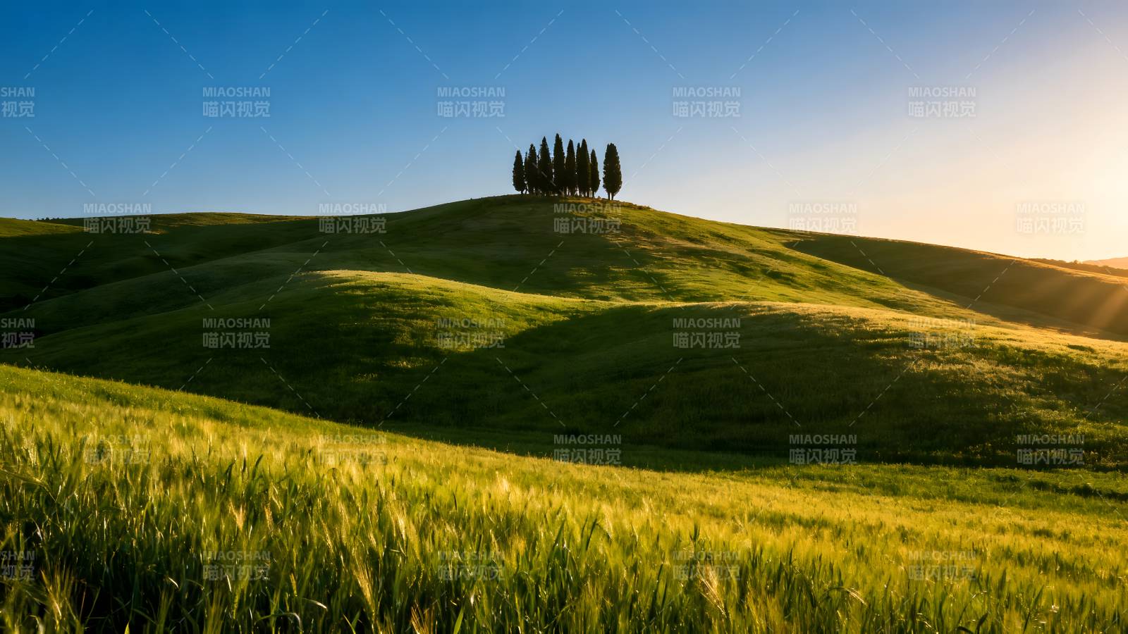 绿野上的树影图片