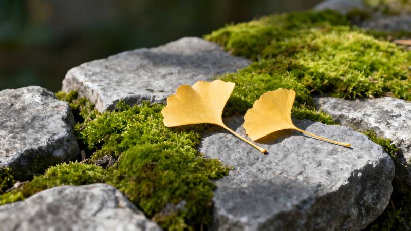 银杏叶落石上图片