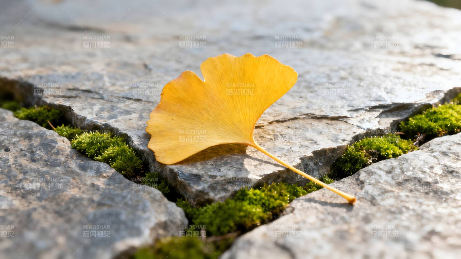 秋叶静卧石缝间图片