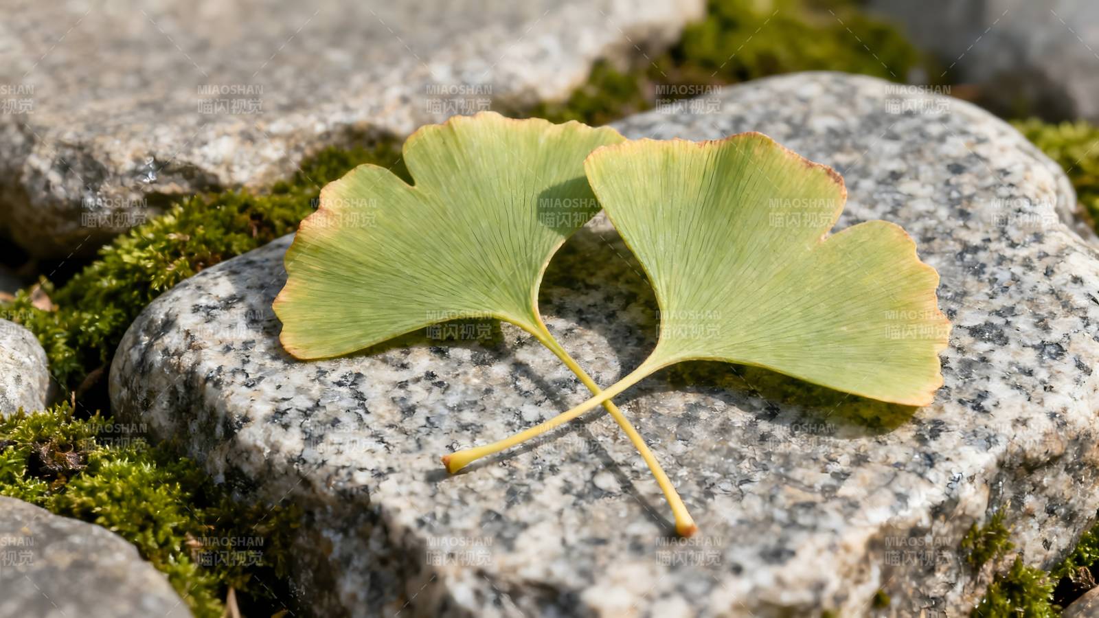 银杏叶静卧石上图片