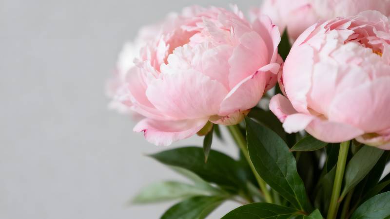 粉嫩牡丹绽放图片