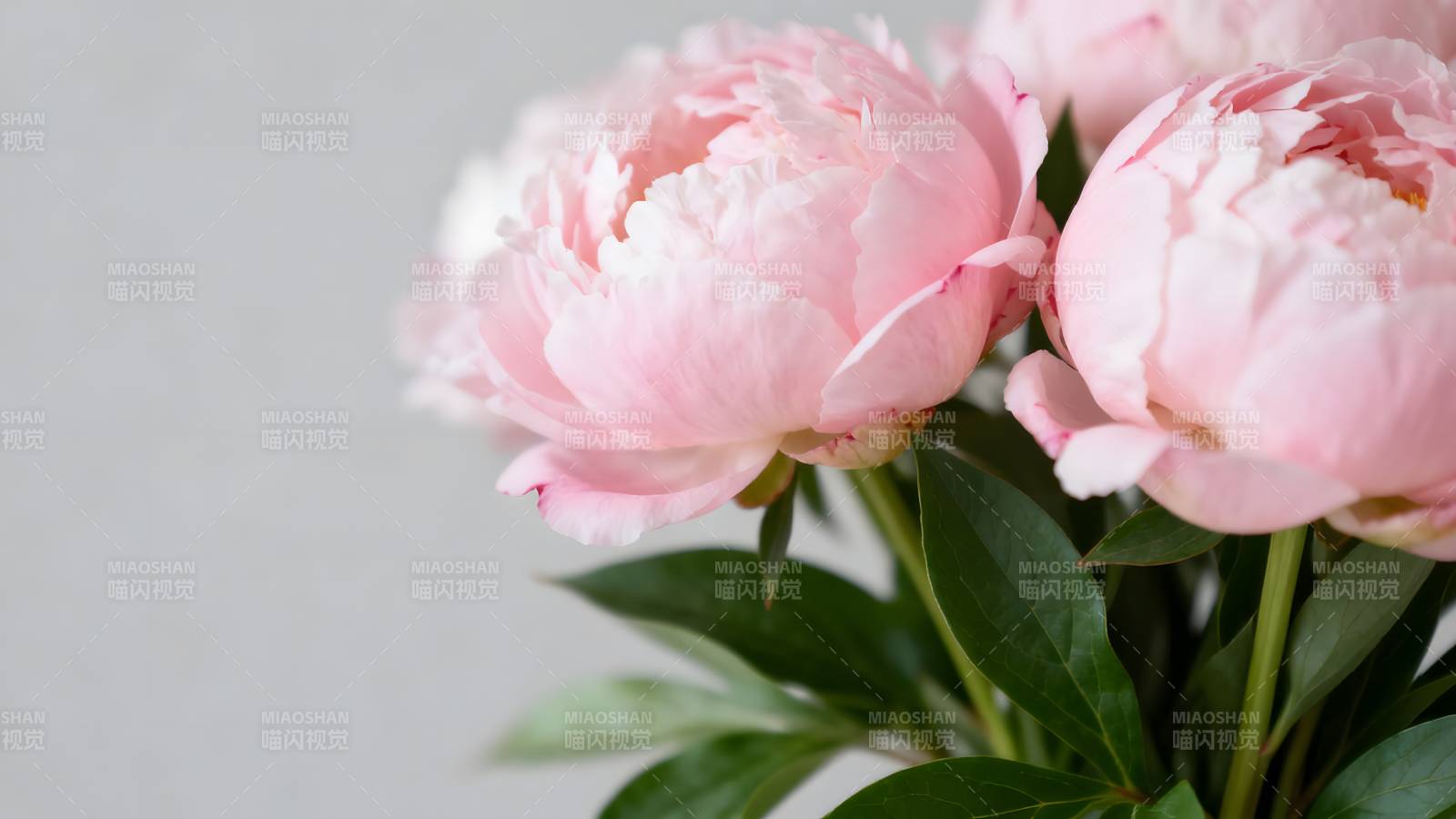 粉嫩牡丹绽放图片