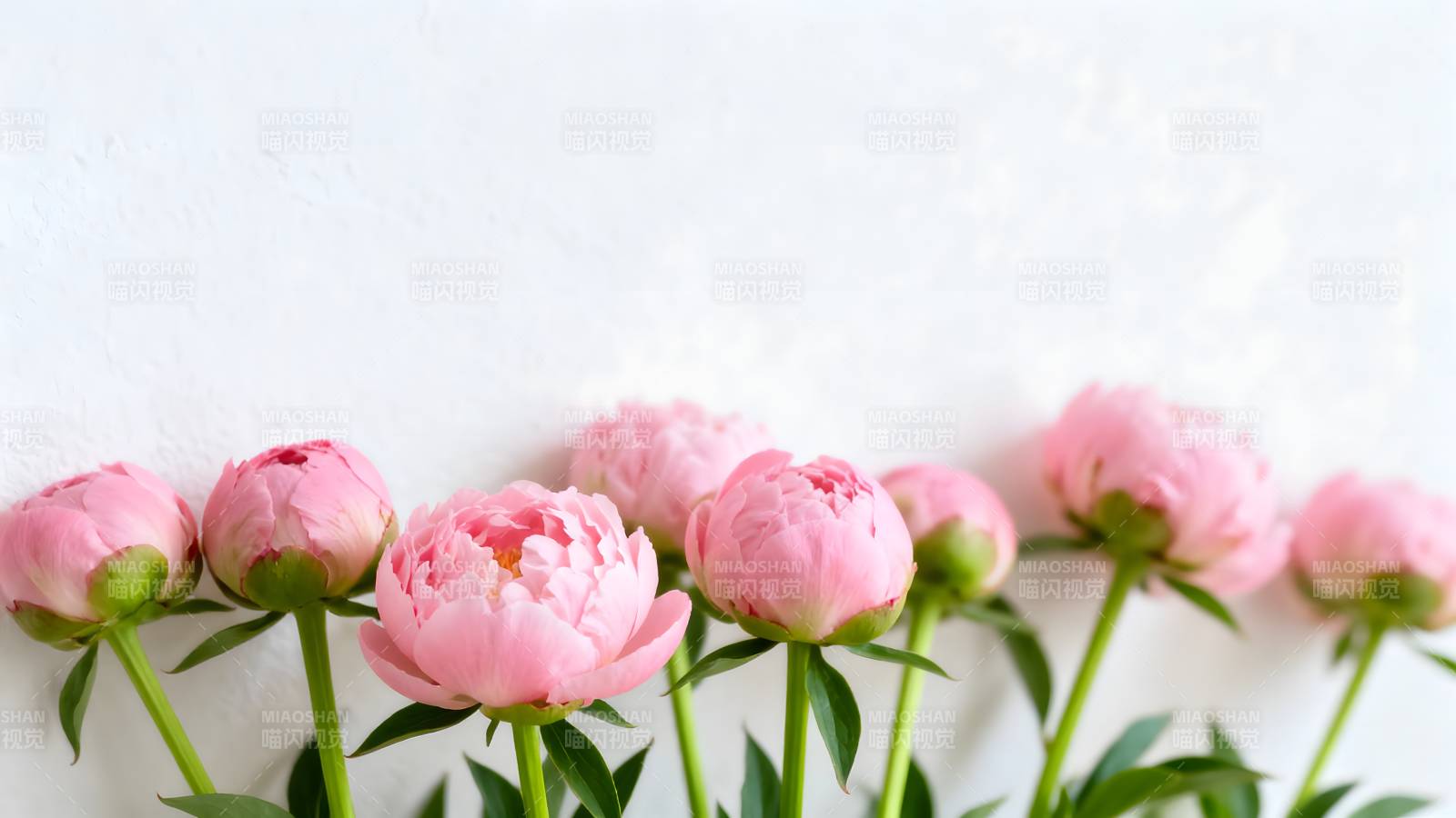 粉嫩牡丹花丛图片