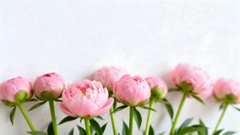 粉嫩牡丹花丛图片