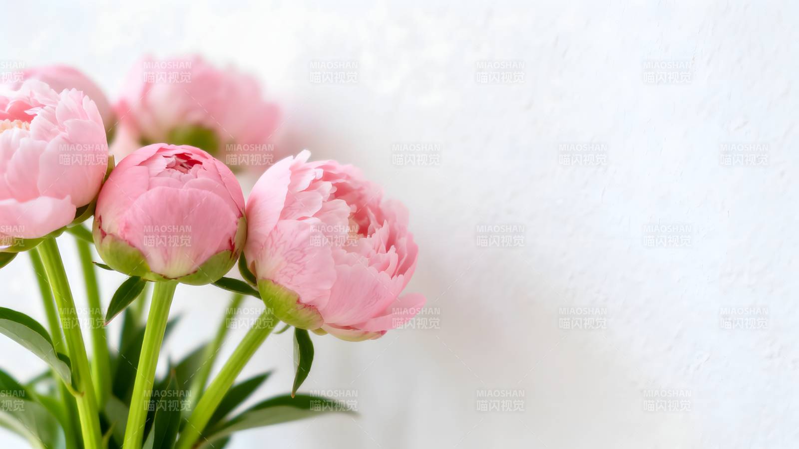 粉嫩芍药绽放图片