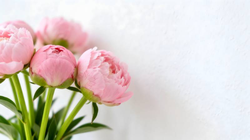 粉嫩芍药绽放图片