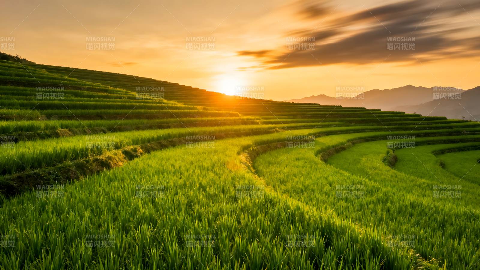 梯田日落美景图片