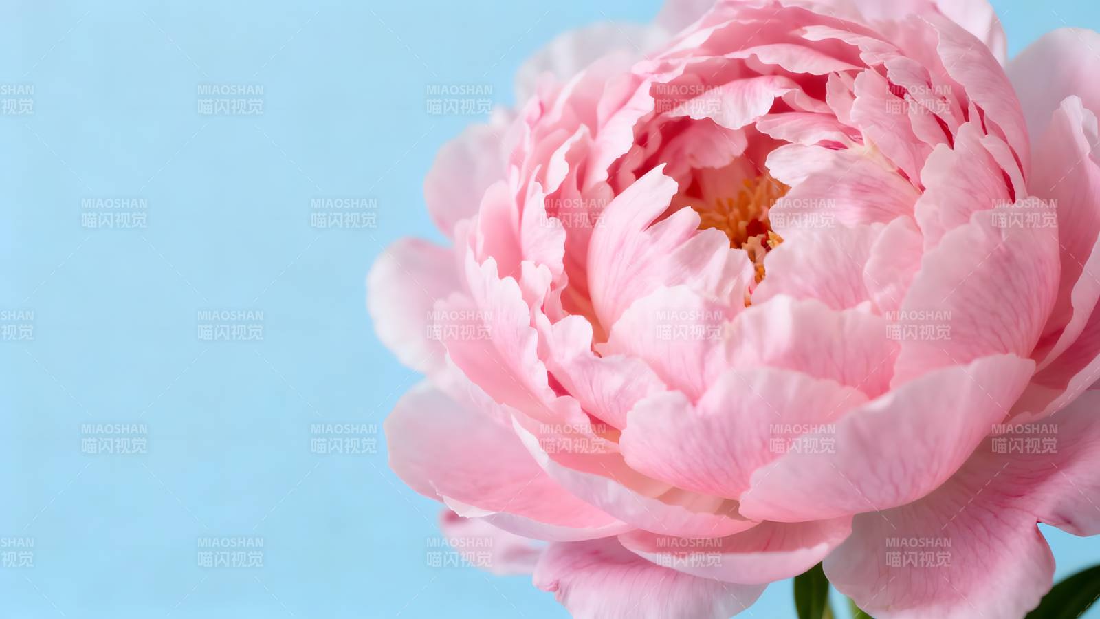 粉嫩牡丹绽放图片