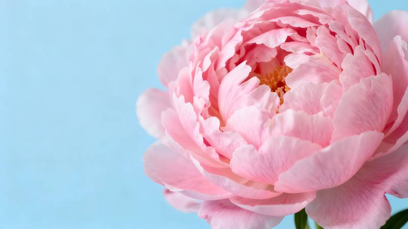 粉嫩牡丹绽放图片