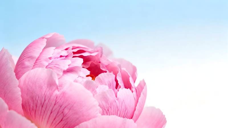 粉嫩牡丹绽放图片