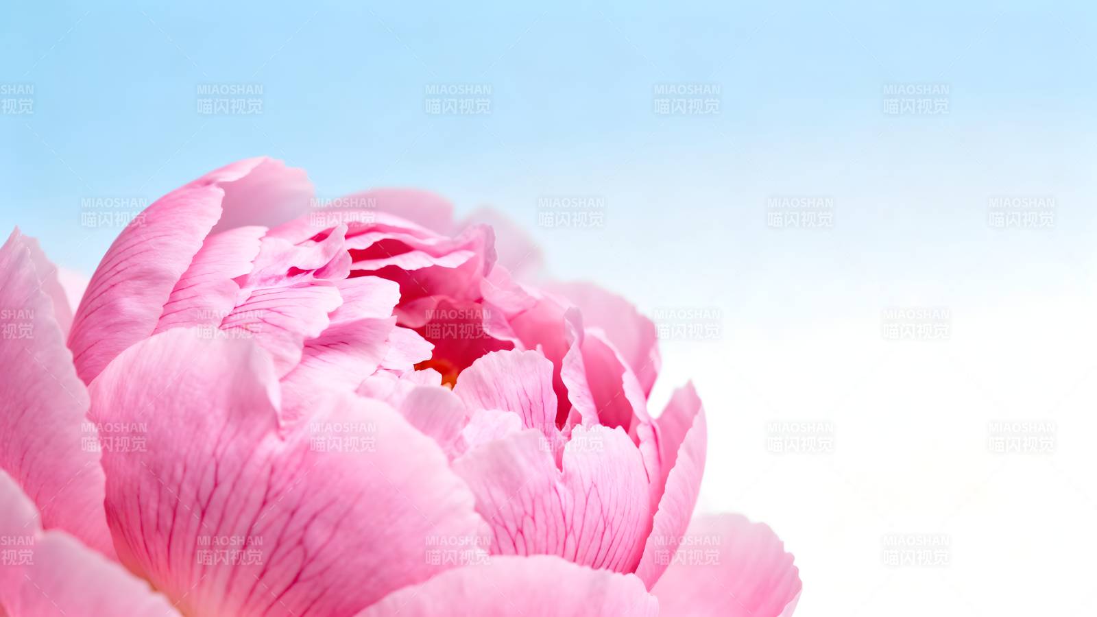 粉嫩牡丹绽放图片