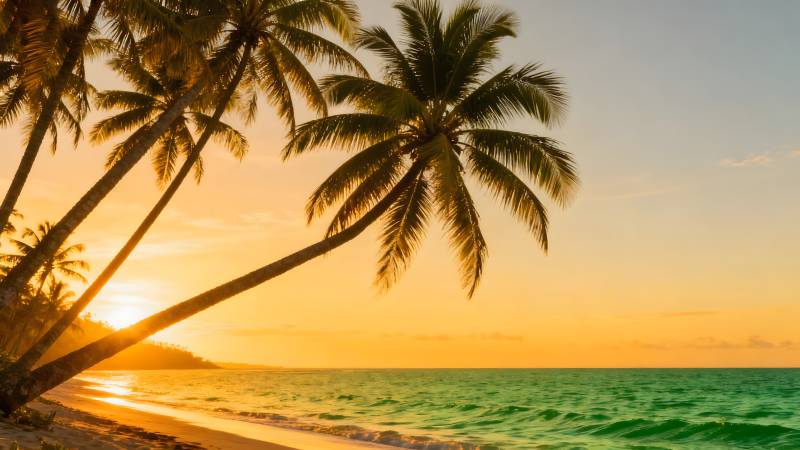 椰林夕照海滩图片