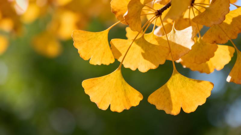 银杏叶黄秋意浓图片