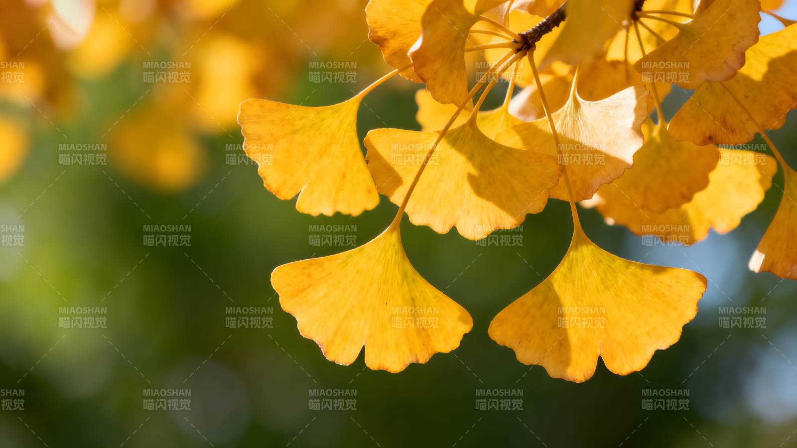 银杏叶黄秋意浓图片