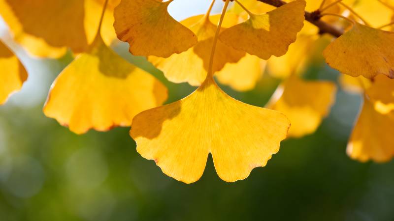 银杏叶黄秋意浓图片