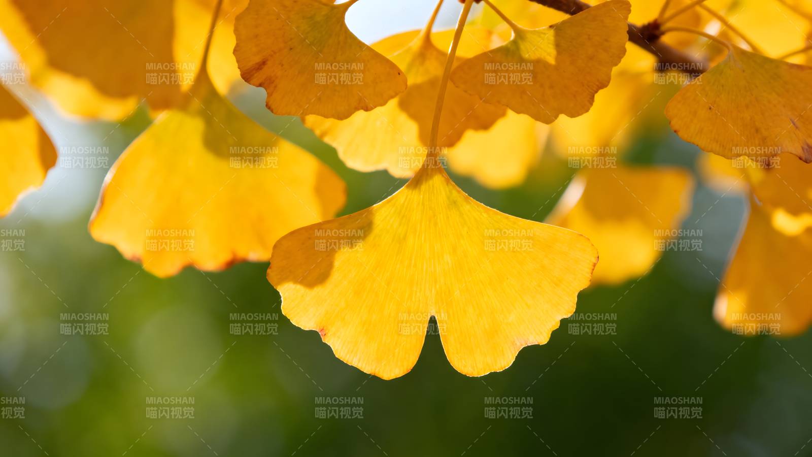 银杏叶黄秋意浓图片