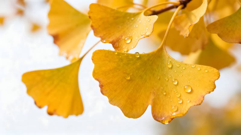 秋叶上的露珠图片