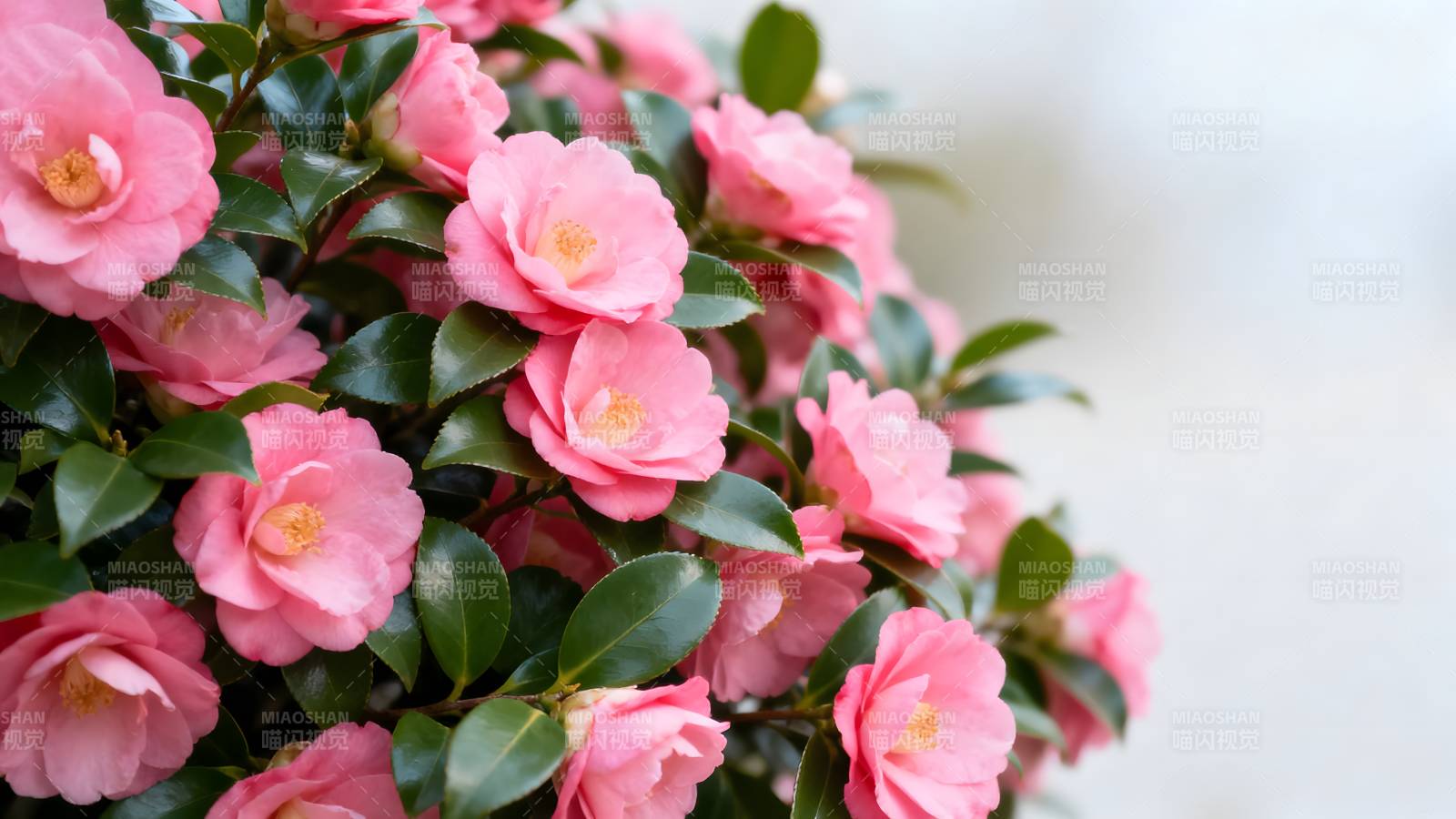 粉红山茶花盛开图片
