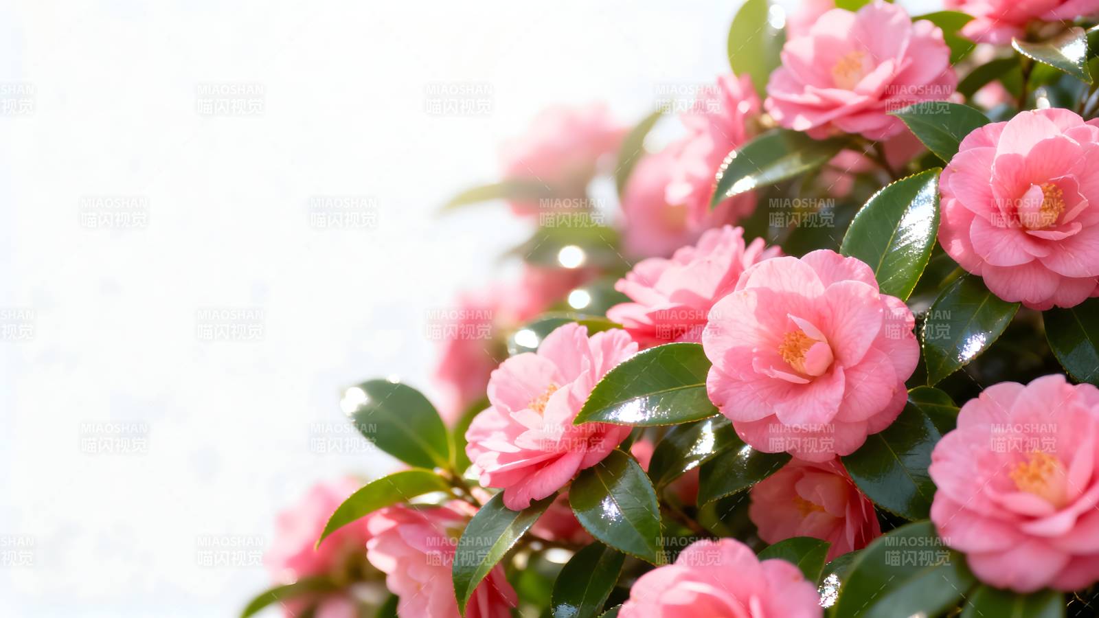 粉红山茶花绽放图片