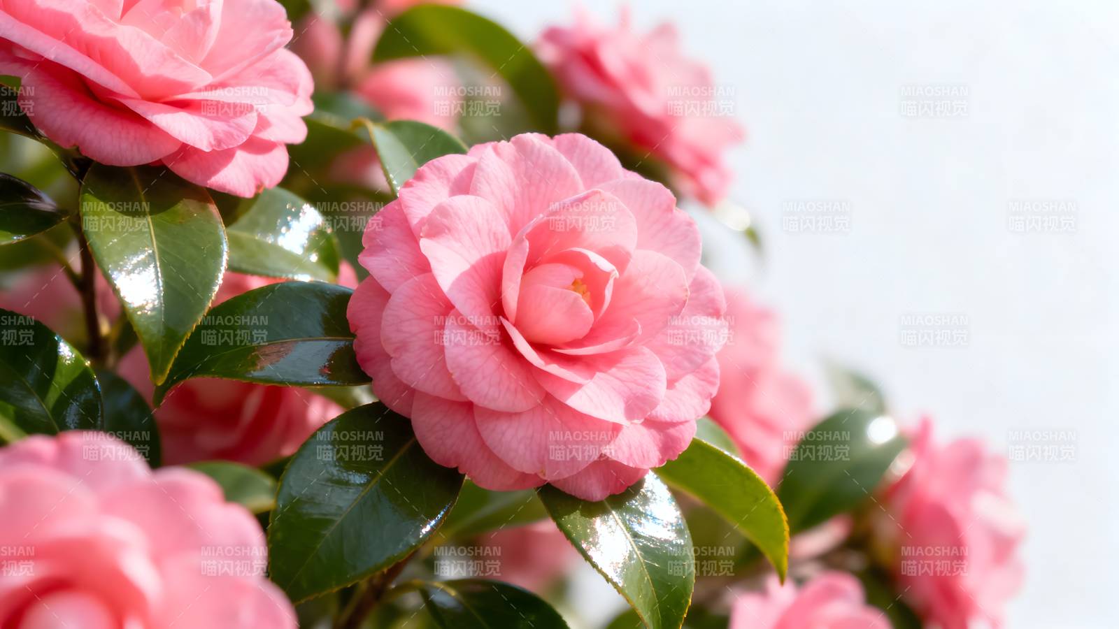 粉红山茶花绽放图片