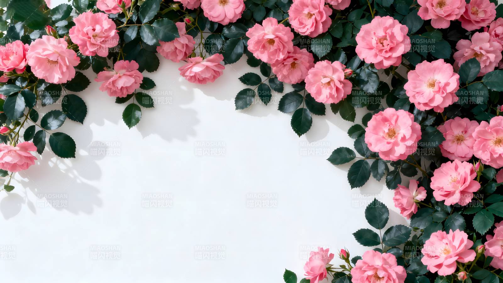 粉玫瑰花墙图片