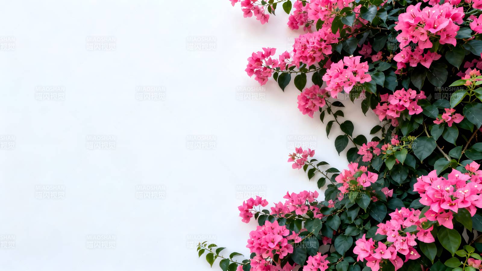 粉花绿叶墙角景图片