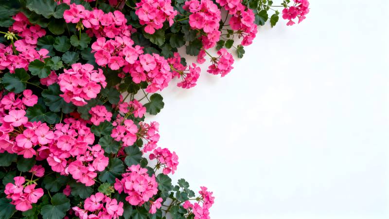 粉花绿叶墙角景图片