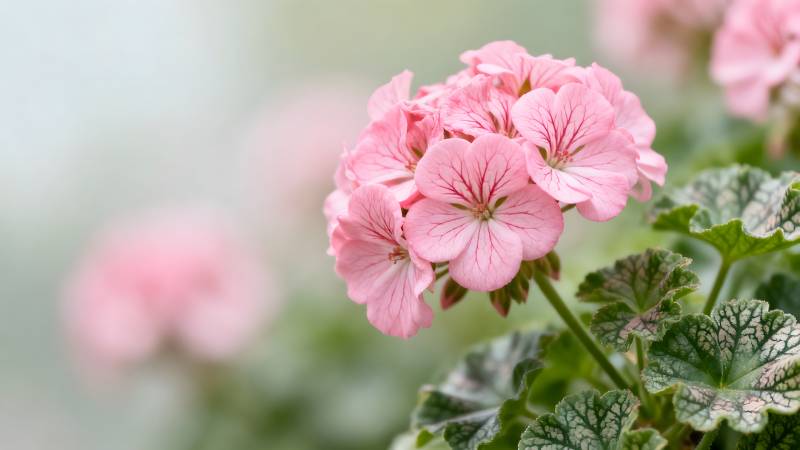 粉红天竺葵绽放图片