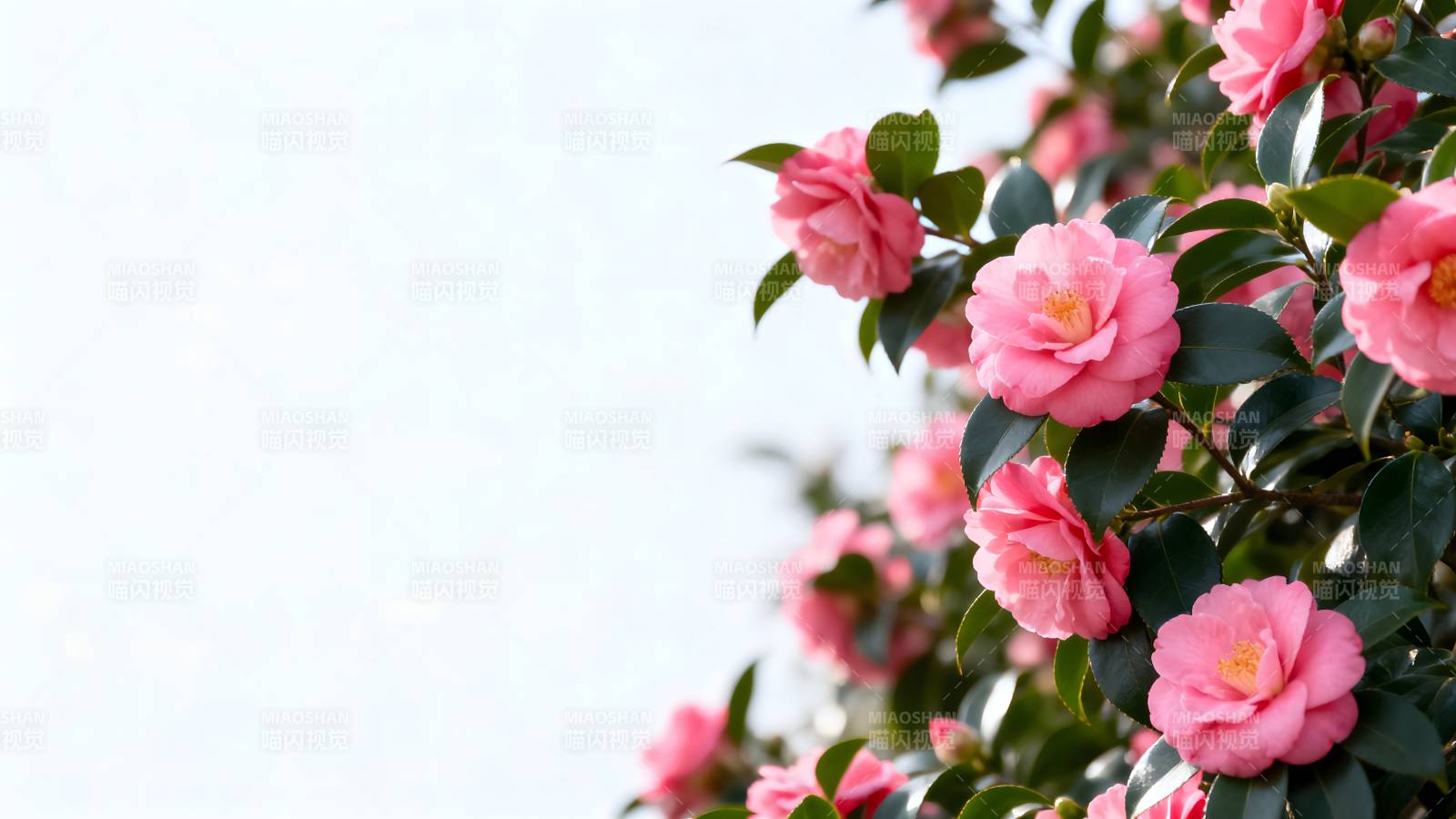 粉红山茶花绽放图片