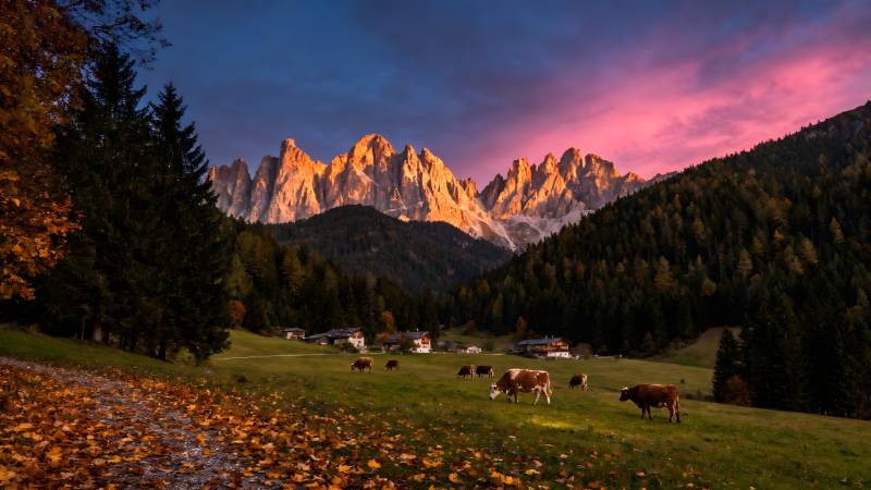 秋山牧牛图图片