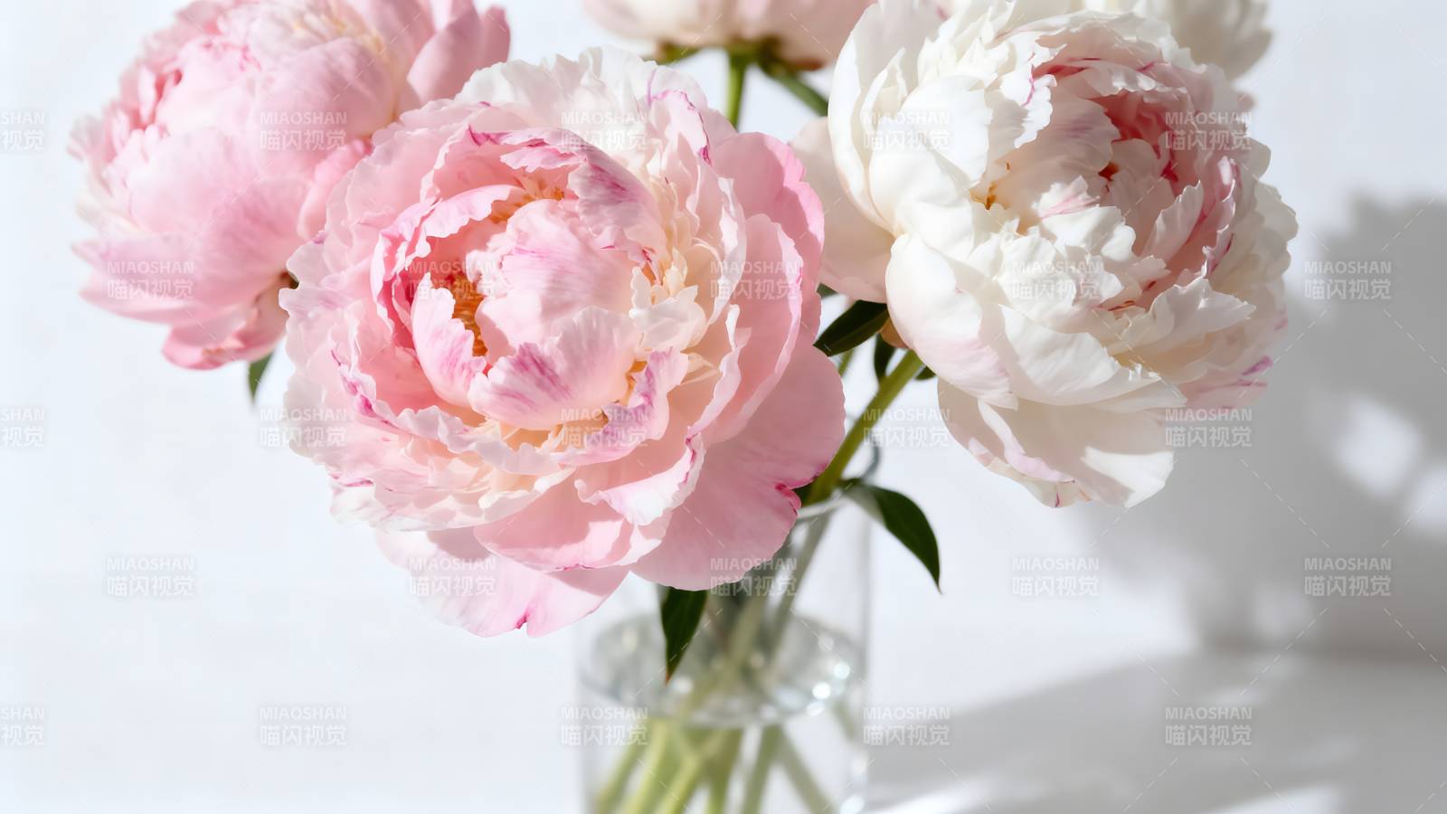 粉白牡丹花束图片