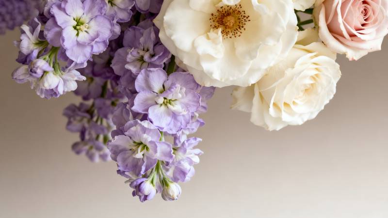 紫罗兰与白玫瑰图片