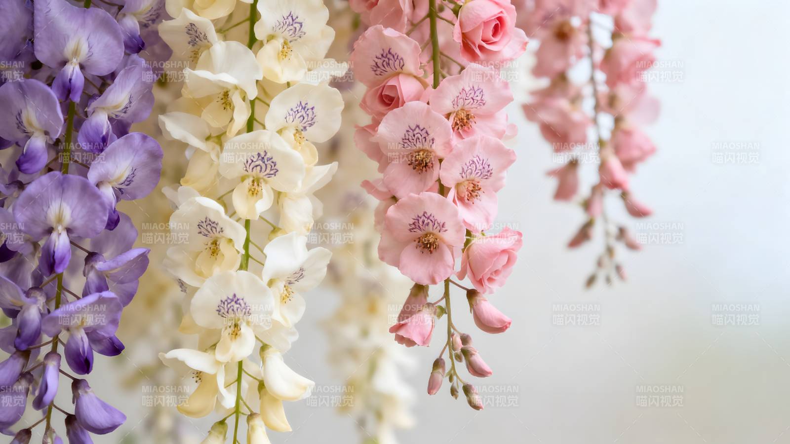 垂花绽放 色彩斑斓图片