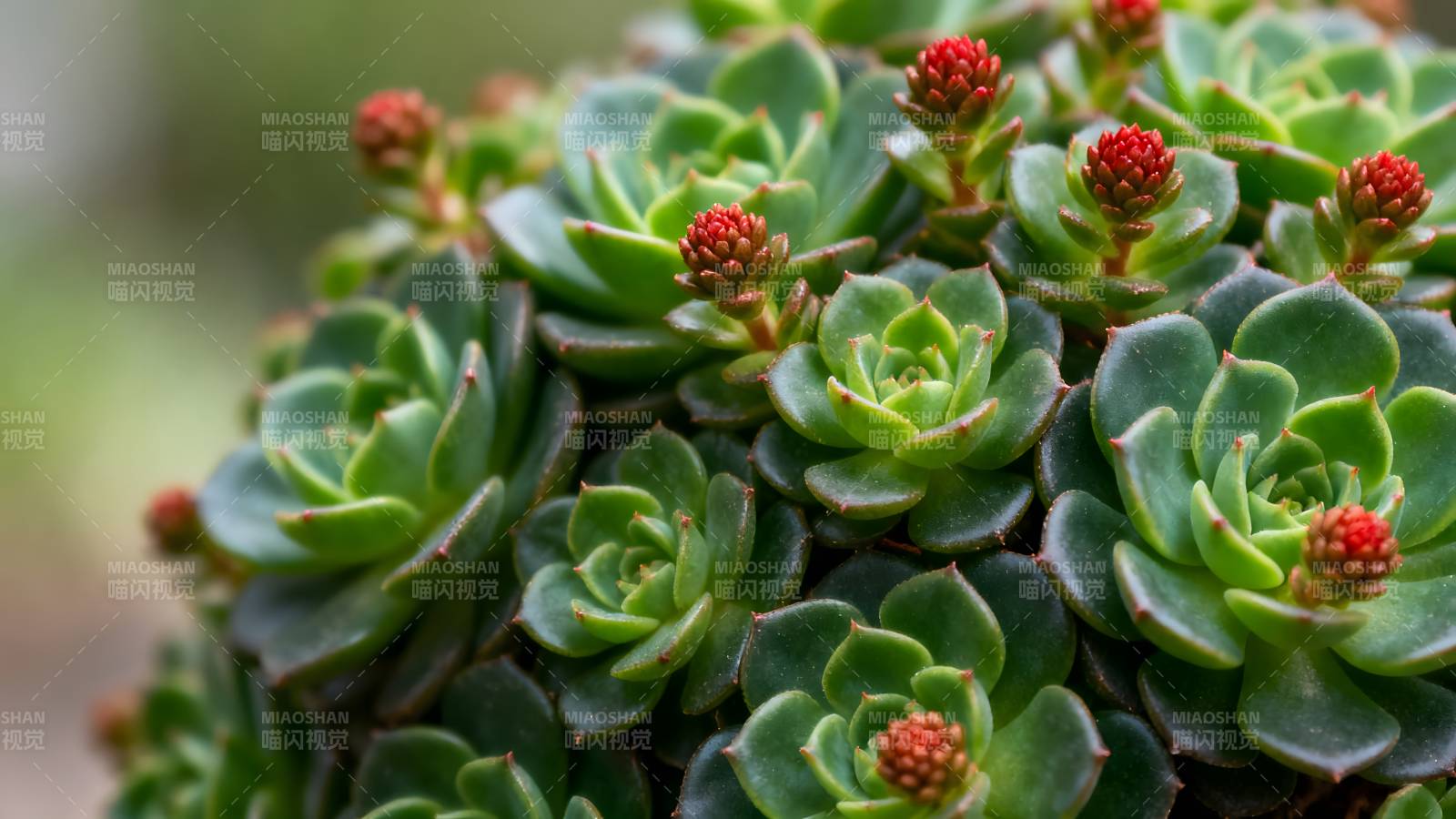 多肉植物绽放红花图片