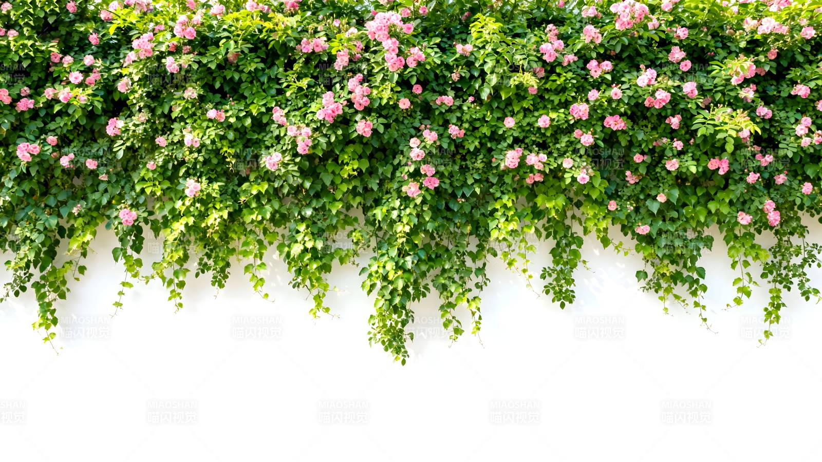 花墙绿意盎然图片