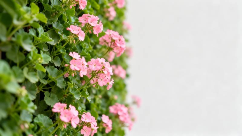 粉花绿叶墙角景图片