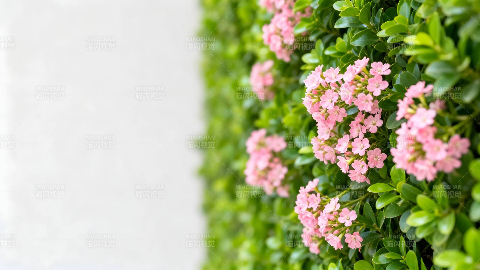 粉花绿叶墙图片