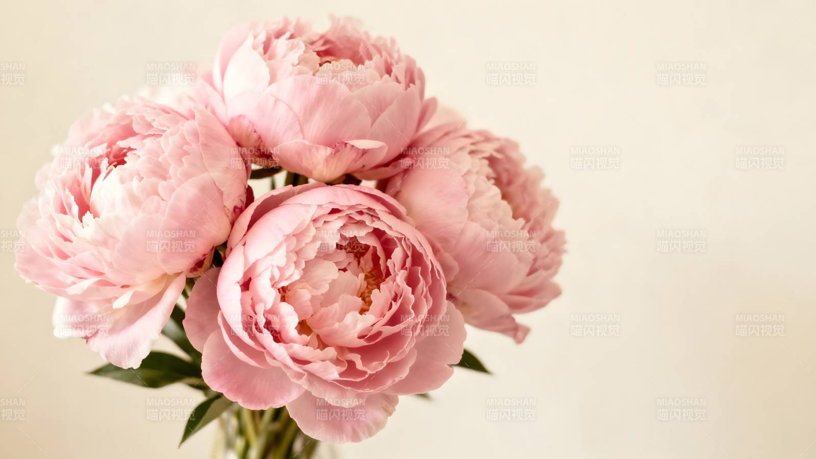 粉嫩牡丹绽放图片