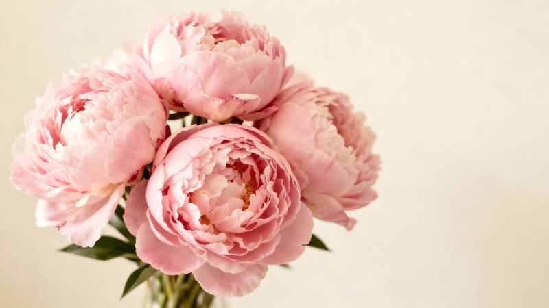 粉嫩牡丹绽放图片