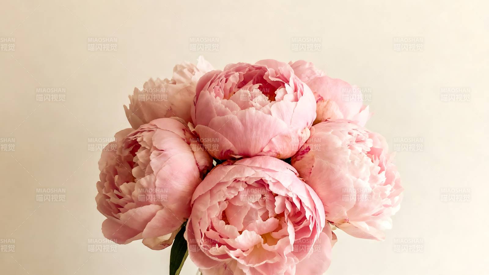 粉嫩牡丹绽放图片