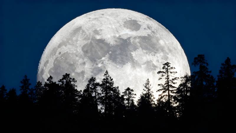 明月照林梢图片