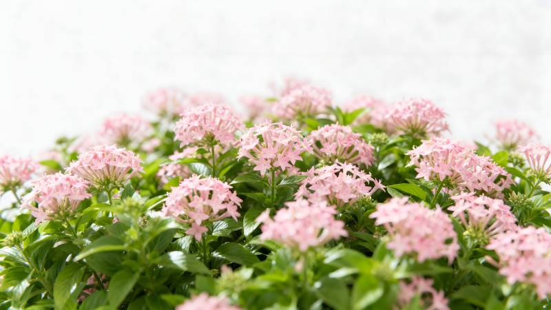 粉花绿叶绽放图片