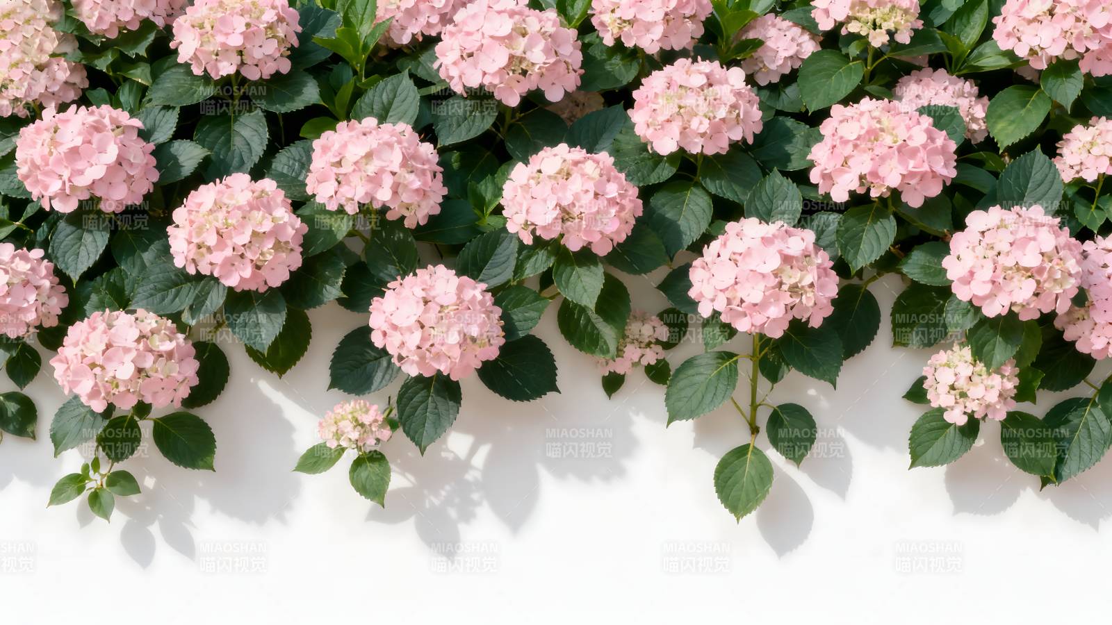 粉绣球花墙图片