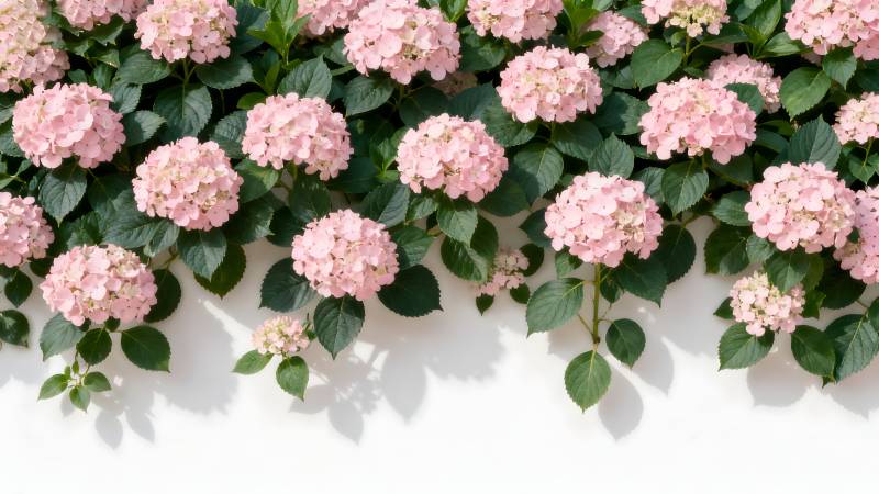 粉绣球花墙图片