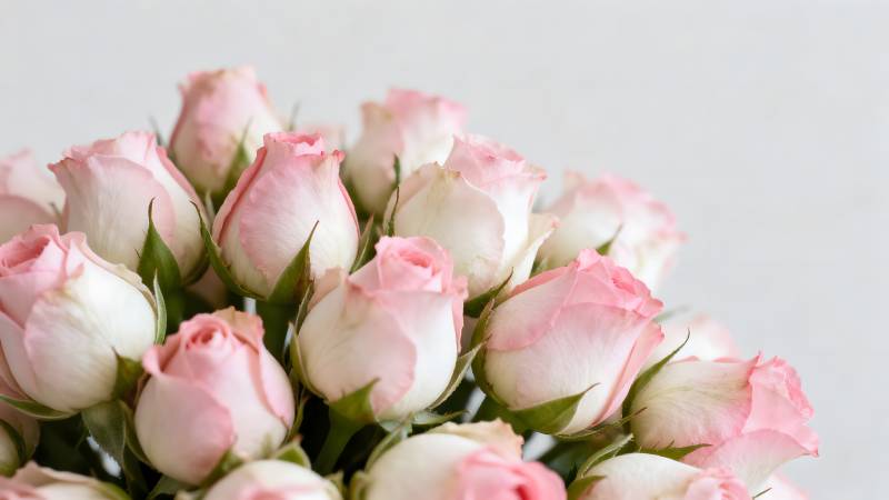 粉白玫瑰花束图片