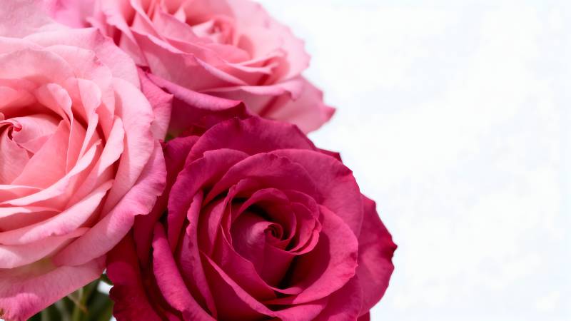 玫瑰绽放 美不胜收图片