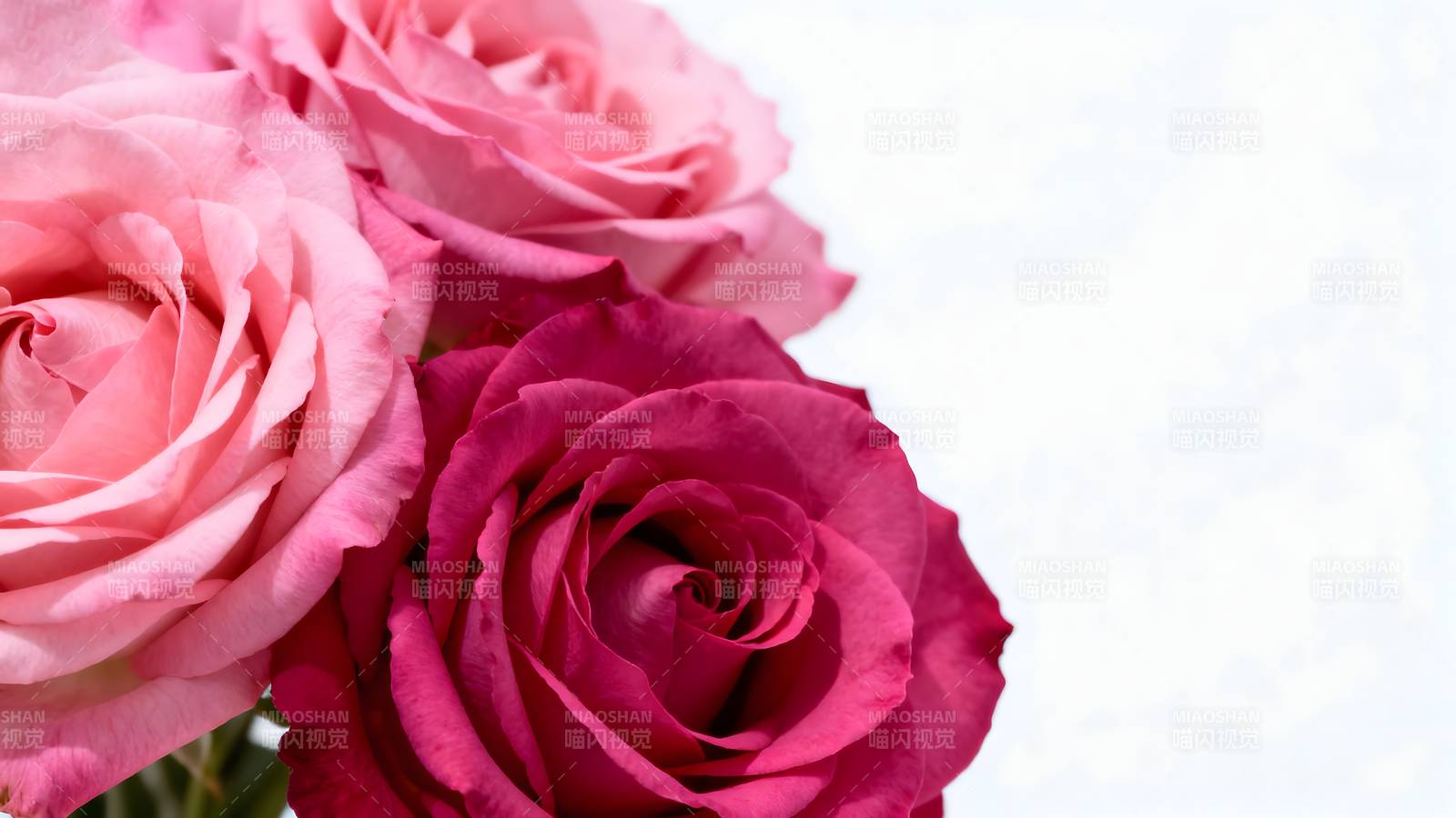 玫瑰绽放 美不胜收图片