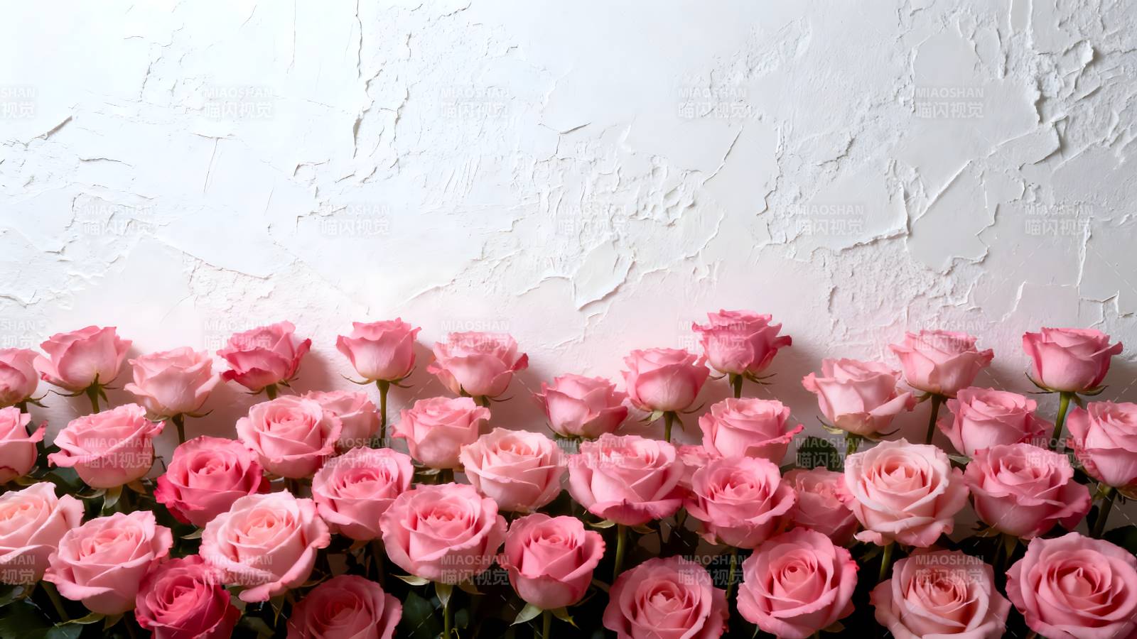 粉玫瑰墙图片