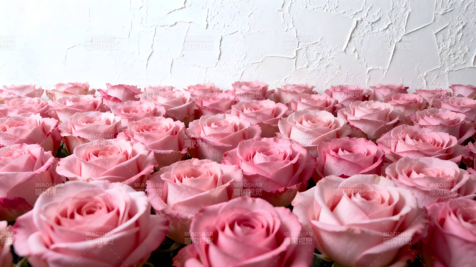 粉红玫瑰花海图片